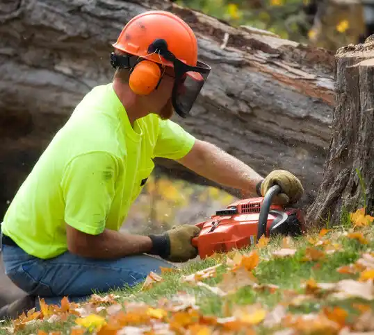 tree services Viburnum